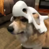 skull-mask-cubone-dog-3